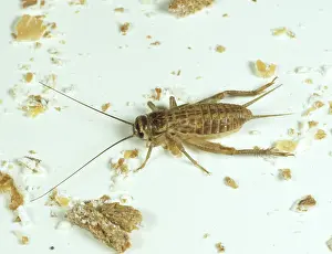 Crumbs: House Cricket