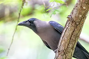 Splendens: House Crow