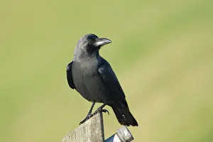 Splendens: House Crow