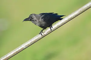 Splendens: House Crow