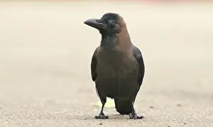 Splendens: House Crow