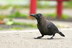Splendens: House Crow