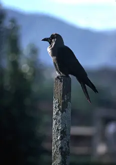 Posts: HOUSE CROW - perched on post