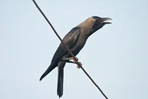 Crowing: House Crow - Perched on telephone wire