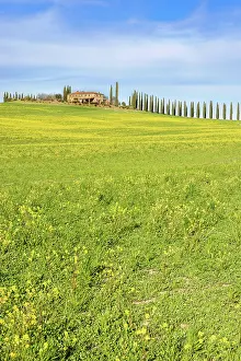 Tuscany: House with cypress avenue on a flowering meadow i