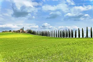 Tuscany: House with cypress avenue in spring in Val d Orcia, T