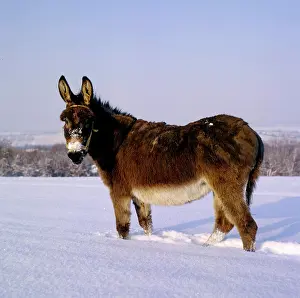 Donkey: House donkey in the snow, House donkey (Equus asinus asinus)