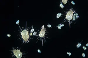 Mite: House dust mite