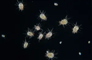 Mites: House dust mites