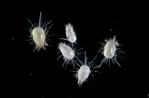 Mites: House dust mites