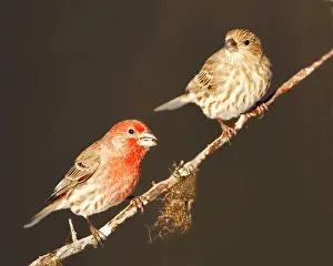 Carpodacus: House Finch