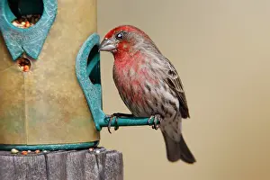 Carpodacus: House Finch