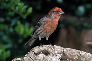 Mexicanus: House Finch
