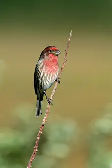 Mexicanus: House Finch