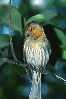 Mexicanus: House Finch