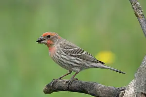 Mexicanus: House Finch