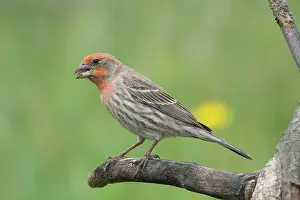 Mexicanus: House Finch