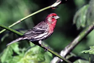 Mexicanus: House Finch