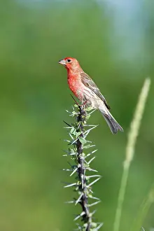 Mexicanus: House Finch