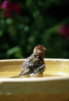 Mexicanus: House Finch Bathing
