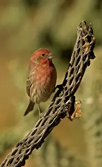 Carpodacus: House Finch - On cactus