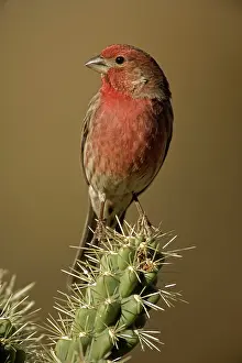 Carpodacus: House Finch - On cactus