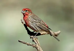 Mexicanus: House Finch (Carpodacus mexicanus)