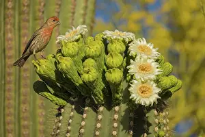 Saguaro: House finch, Carpodacus mexicanus, on saguaro, Sonoran deser