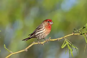 District: House Finch Carpodacus mexicanus Amado