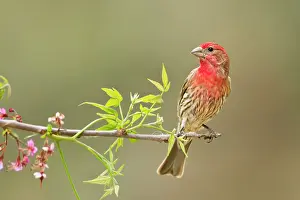 Mexicanus: House finch (Carpodacus mexicanus) male
