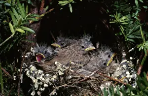 Mexicanus: House finch chicks in nest
