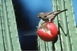 Bonnie Weisser: HOUSE FINCH - Female feeding on berry
