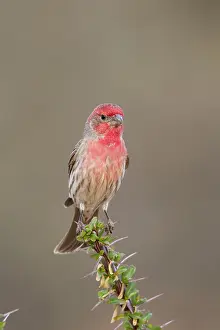 Carpodacus: House Finch - male