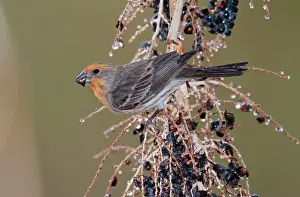 Carpodacus: House Finch - male with abnormal colouring in its