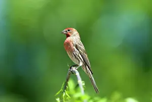 Carpodacus: House Finch - Male on branch