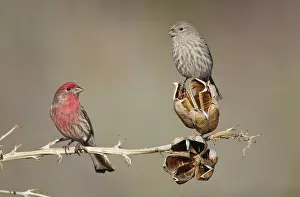Carpodacus: House Finch - male and female