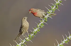 Carpodacus: House Finch - male and female