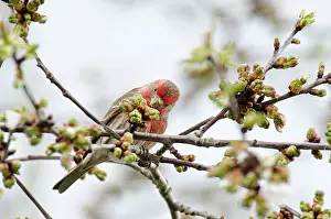 Carpodacus: House Finch - male in flowering cherry tree