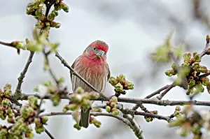 Carpodacus: House Finch - male in flowering cherry tree
