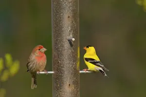 Carpodacus: House Finch - male, with male American Goldfinch
