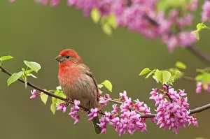 Redbud: House Finch - male in redbud tree, spring