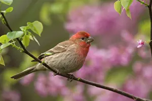 Redbud: House Finch - Male in redbud tree, Spring