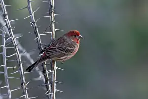 Ocotillo: House Finch - On ocotillo