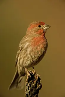 Carpodacus: House Finch - Perched on cactus