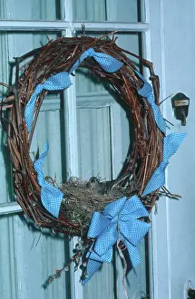Suburban: House Finch in Wreath