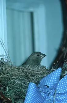 Suburban: House Finch in Wreath