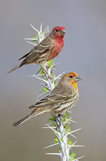 Yellowish: House Finch - Yellowish male below and normal male above