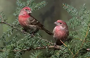 Mexicanus: House finches