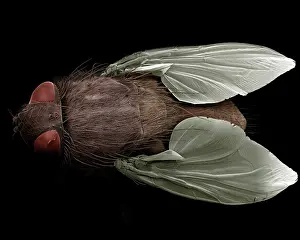 Musca: House Fly