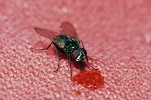 Housefly: House fly